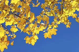 Autumnal Plant Life Drucke: Maple leaves in autumn