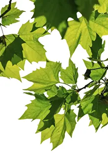 Light Colored Background Drucke: Maple leaves on a branch, against a light background
