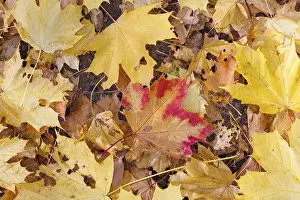 Central Europe Nature Drucke: Maple leaves, Germany