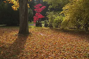 Maple Trees In Autumn Drucke: Maple, maple tree, red, autumn leaves