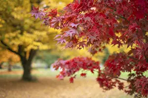 European Autumn Colors Drucke: Maple, maple tree, red, autumn leaves