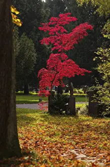 Abandoned Cemetery Drucke: Maple, maple tree, red, trees, grave