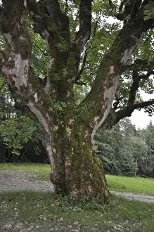 Deciduous Tree In Austria Drucke: Maple, mountain, tree, sycamore