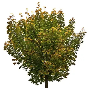 Autumn Color Drucke: Maple tree (Acer)