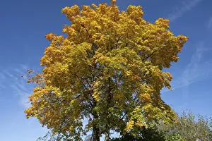 Maple Trees In Bavaria Drucke: Maple tree (Acer) in autumn colours