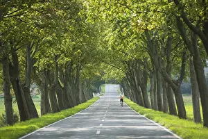 Cycling In Central Europe Drucke: Maple Tree avenue, Maple Trees (Acer)
