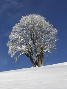 Central Europe Winter Scene Drucke: Maple tree on a cold winter day