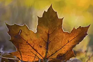 Deserted Autumn Scene Drucke: Maple tree leaf