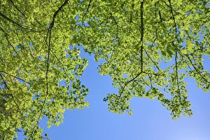 Deciduous Trees Bavaria Drucke: Maple tree, Leaves, Sky, Spring