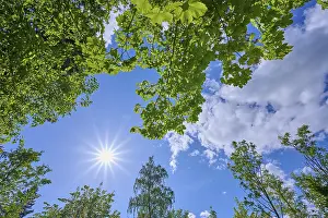 Deciduous Trees Southern Germany Drucke: Maple tree, leaves, sky, sun, spring