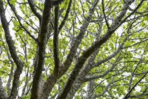 Isle Of Skye Scotland Drucke: Maple tree with lichen in spring