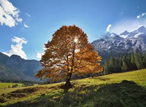 Maple Trees In Autumn Drucke: Maple tree against light, autumnal