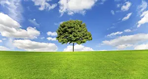 Rural Countryside Landscape Drucke: Maple tree on a meadow against a blue sky