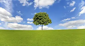 Deserted Field Landscape Drucke: Maple Tree on a Meadow Against a Blue Sky