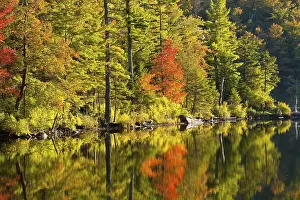 Maple Tree Autumn Color Drucke: Maple tree and pine trees in autumn