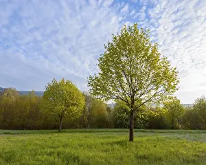 Southern Germany Trees Drucke: Maple tree in spring, Mondfeld