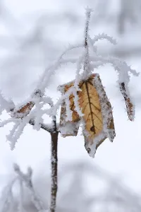 Uninhabited Forest Germany Drucke: Maple tree in winter, Germany
