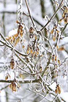 Winter Maple Tree Germany Drucke: Maple tree in winter, Germany