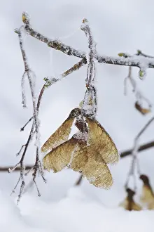 No People Winter Landscape Drucke: Maple tree in winter, Germany