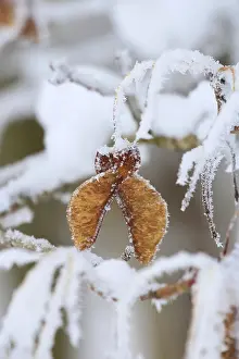Uninhabited Forest Europe Drucke: Maple tree in winter, Germany