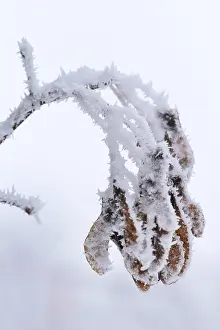 Deciduous Trees In Winter Drucke: Maple tree in winter, Germany