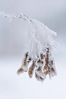 Winter Maple Tree Germany Drucke: Maple tree in winter, Germany