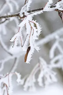 Central European Maples Drucke: Maple tree in winter, Germany
