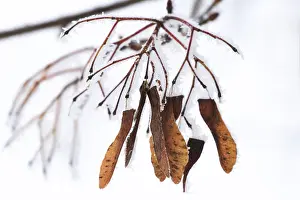 Winter Time In Germany Drucke: Maple tree in winter, Germany