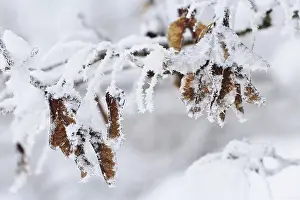 Germany Deciduous Trees Drucke: Maple tree in winter, Germany