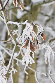 Winter Landscape Europe Drucke: Maple tree in winter, Germany