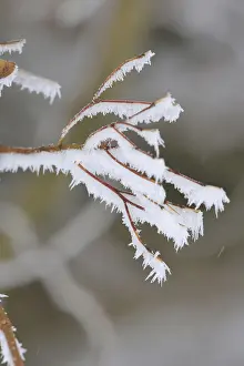 Deciduous Trees In Winter Drucke: Maple tree in winter, Germany