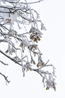 Maple Tree In Europe Drucke: Maple tree in winter, Germany
