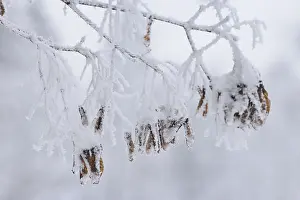 Central European Maples Drucke: Maple tree in winter, Germany