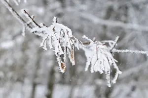 Deciduous Trees Europe Drucke: Maple tree in winter, Germany