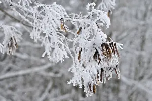 Deciduous Trees Europe Drucke: Maple tree in winter, Germany