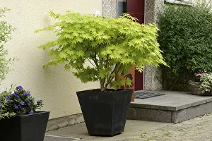 Deciduous Tree Decoration Drucke: Maple trees in trough in front of house wall
