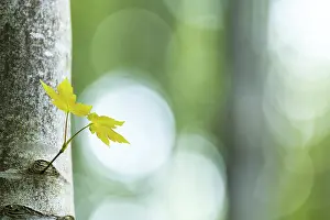 Southern Germany Trees Drucke: Maple trunk (Acer) with leaf and light reflections
