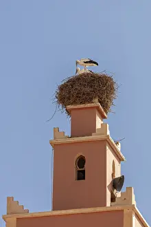 North African Wildlife Photography Drucke: MAR, Dade Valley, storks