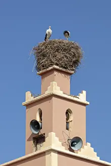 North African Mountainscape Drucke: MAR, Dade Valley, storks