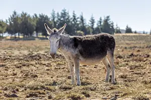 Odd Toed Ungulate Drucke: MAR, donkey
