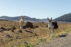 Odd Toed Ungulate Drucke: MAR, donkey