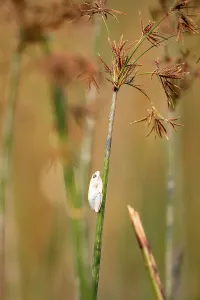 Marmorierter Rotfrosch (Hyperolius marmoratus)