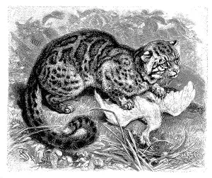 Southeast Asian Animals Drucke: Marbled cat (Pardofelis marmorata)
