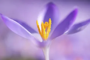 Vernal Flowers In May Drucke: Close-up of a spring crocus (Crocus Vernus)