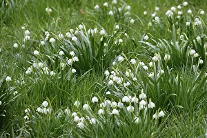 Middle Europe Winter Scene Drucke: March snowflake, March, Germany