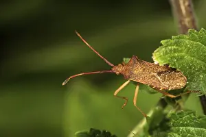 Southern Germany Insects Drucke: Marginal bug (Gonocerus) on a stinging nettle leaf