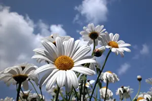 Summer Blooming Flowers Drucke: Marguerite