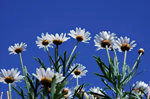 Colorful Summer Flowers Drucke: Marguerite