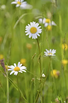 Marguerite (Leucanthemum vulgare)