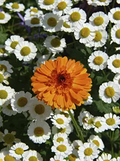 Marigold Flower Drucke: Marigold